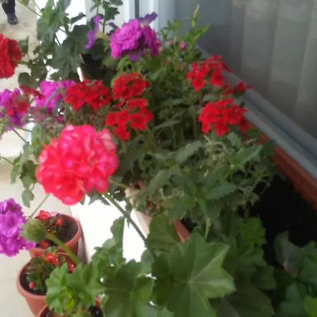 Apartment Josini Dvori *